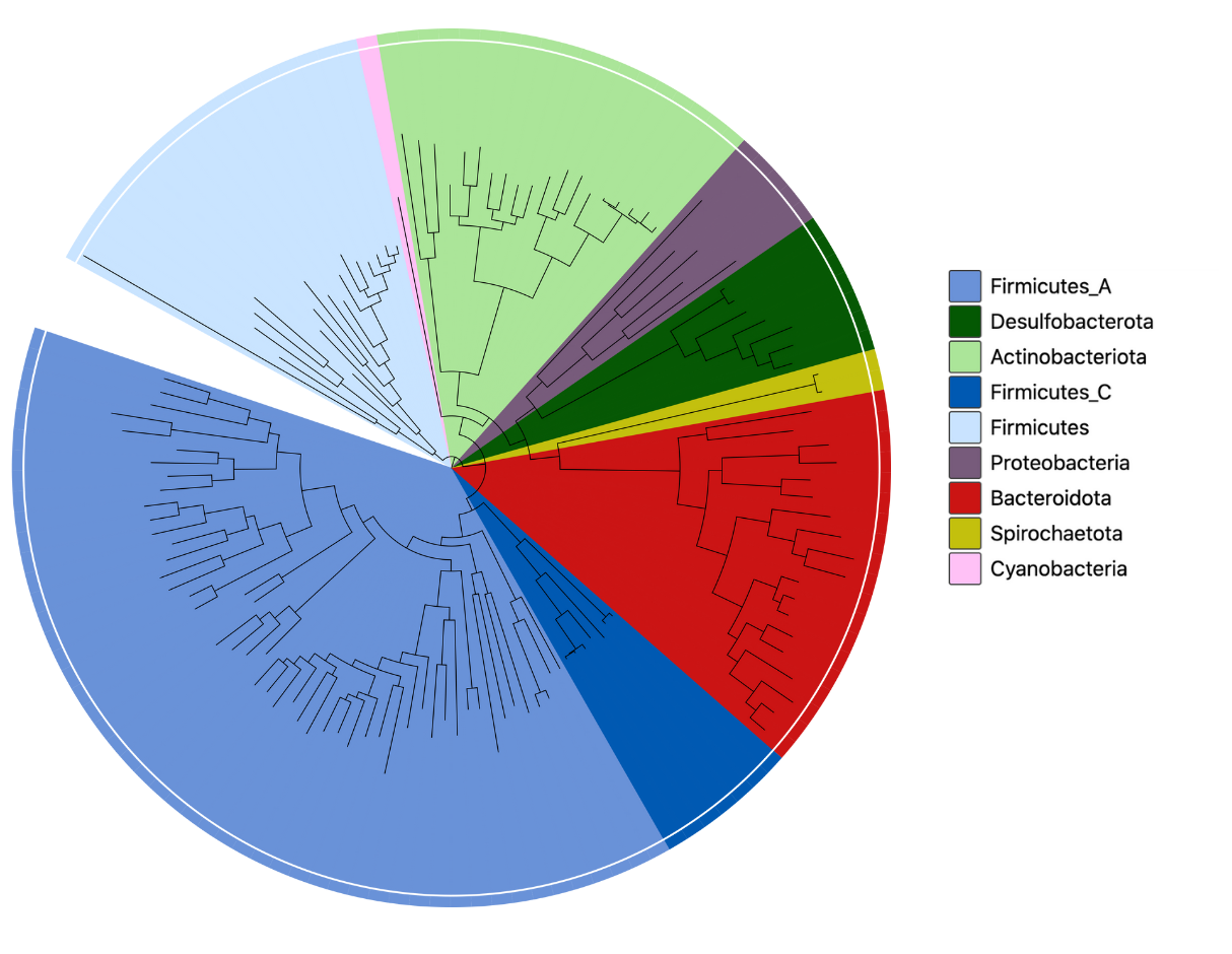 Species tree for the UHGG2.0 catalogue